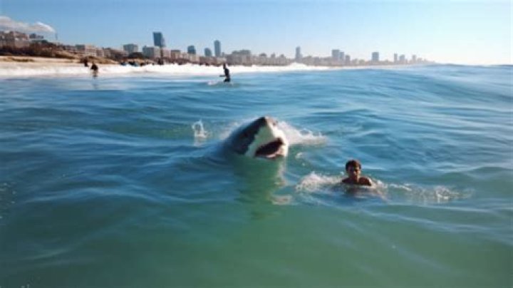 
Who Is Kramsach Elisabeth Sauer? Swimmer Died Of Shark Attack 